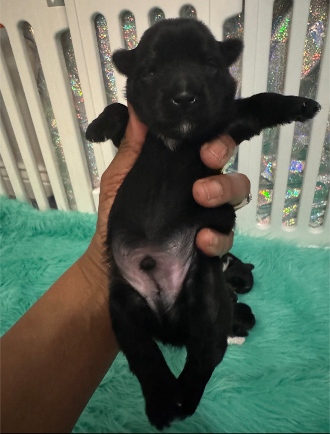 Yorkie Pup For Sale